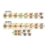 Модель-аппликация "Деление клетки. Митоз и мейоз" (ламинированная) - «globural.ru» - Саратов
