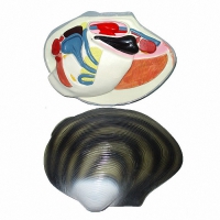 Модель "Беззубка" (двустворчатый моллюск) - «globural.ru» - Саратов