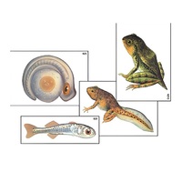 Модель-аппликация "Развитие костной рыбы и лягушки" (ламинированная) - «globural.ru» - Саратов