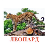 Карточки Домана "Дикие животные-2" - «globural.ru» - Саратов