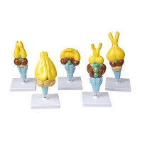 Комплект моделей строения мозга позвоночных - «globural.ru» - Саратов