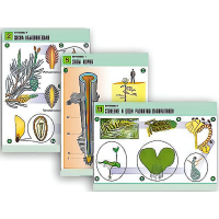 Комплект таблиц по биологии демонстрационный "Ботаника 1" (12 таблиц, формат А1, лам.) - «globural.ru» - Саратов