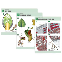 Комплект таблиц по биологии демонстрационный "Ботаника 2" (18 таблиц, формат А1, лам. - «globural.ru» - Саратов