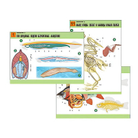 Комплект таблиц по биологии демонстрационный "Зоология 2" (16 таблиц, формат А1, лам.) - «globural.ru» - Саратов