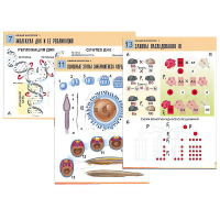 Комплект таблиц по биологии демонстрационный "Общая биология 1" (16 таблиц, формат А1, лам.) - «globural.ru» - Саратов