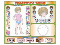 Стенд маркерный "Познаю себя" (тело, голова, органы чувств) - «globural.ru» - Саратов