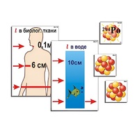 Модель-аппликация "Явление радиоактивности" (ламинированная) - «globural.ru» - Саратов