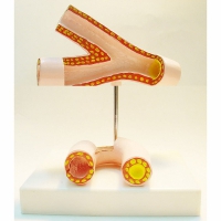 Модель "Здоровые и поврежденные сосуды"	 - «globural.ru» - Саратов