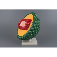 Модель "Вирус СПИДа" - «globural.ru» - Саратов