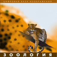 Зоология. (Цифровая база изображений) - «globural.ru» - Саратов