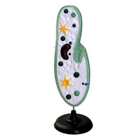 Модель инфузории-туфельки - «globural.ru» - Саратов