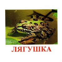 Карточки Домана "Амфибии и рептилии" - «globural.ru» - Саратов