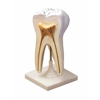 Модель строения зуба - «globural.ru» - Саратов