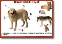 Ознакомление с окружающим миром. 1-4 класс. Комплект таблиц. Наглядные пособия для начальной школы, учебные пособия - «globural.ru» - Саратов