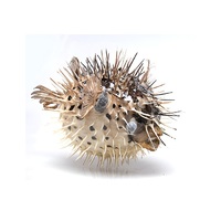 Сухой препарат "Еж-рыба морская" - «globural.ru» - Саратов