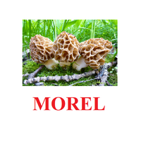 "Mushrooms" ("Грибы") английские карточки Домана - «globural.ru» - Саратов