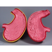 Модель Желудок в разрезе - «globural.ru» - Саратов