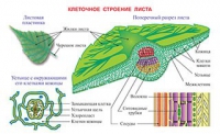 Плакаты и таблицы по биологии - «globural.ru» - Саратов