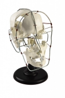 Модель Кости черепа человека смонтированные - «globural.ru» - Саратов