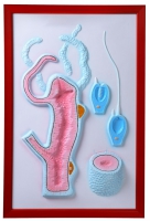 Барельефная модель "Строение гидры" - «globural.ru» - Саратов