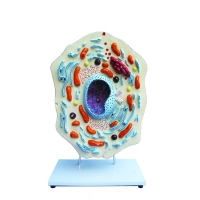 Модель "Клетка животного" - «globural.ru» - Саратов