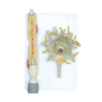 Модель "Нейрона" - «globural.ru» - Саратов