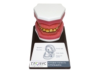 Демонстрационная модель "Ротовая полость курильщика" - «globural.ru» - Саратов