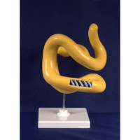 Модель Молекула белка - «globural.ru» - Саратов