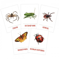 Раздаточные карточки "Насекомые" - «globural.ru» - Саратов