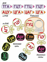 Модель-аппликация Биосинтез белка - «globural.ru» - Саратов