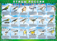 Таблица Птицы России из  4 листов в комплекте 1000*1400 винил	 - «globural.ru» - Саратов