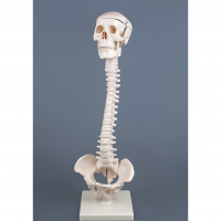 Модель "Позвоночник с черепом и тазом" - «globural.ru» - Саратов