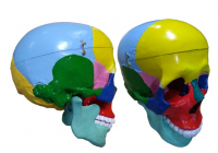 Модель "Череп" (с раскрашенными костями) - «globural.ru» - Саратов