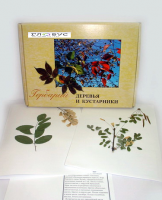 Гербарий Деревья и кустарники (20 видов) - «globural.ru» - Саратов