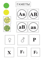 Модель-аппликация Дигибридное скрещивание  и  его цитологические основы - «globural.ru» - Саратов
