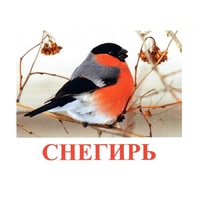 Карточки Домана "Птицы-1" - «globural.ru» - Саратов