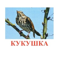 Карточки Домана "Птицы-3" - «globural.ru» - Саратов