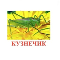 Карточки Домана "Насекомые" - «globural.ru» - Саратов