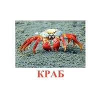 Карточки Домана "Подводный мир" - «globural.ru» - Саратов