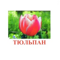 Карточки Домана "Цветы-1" - «globural.ru» - Саратов