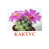 Карточки Домана "Цветы-2" - «globural.ru» - Саратов