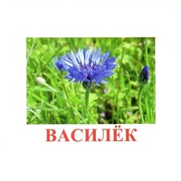 Карточки Домана "Полевые цветы-Травы" - «globural.ru» - Саратов