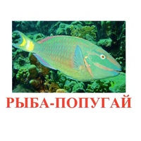 Карточки Домана "Рыбы" - «globural.ru» - Саратов
