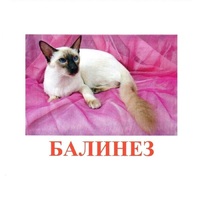 Карточки Домана "Породы кошек" - «globural.ru» - Саратов