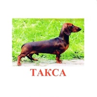 Карточки Домана "Породы собак" - «globural.ru» - Саратов