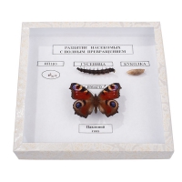  Коллекция энтомологическая "Развитие насекомых с полным превращением" - «globural.ru» - Саратов