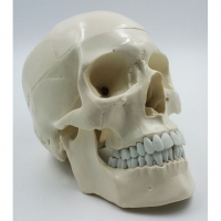 Модель "Череп" (белый) - «globural.ru» - Саратов