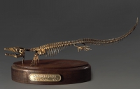 Модель скелета мозазавра Mosasaurus - «globural.ru» - Саратов