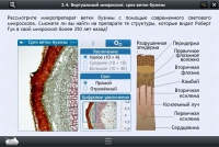 Интерактивные курсы. Биология 5 класс. Расширенный - «globural.ru» - Саратов