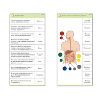 Комплект карточек (10) "Обучающий калейдоскоп. Человек" - «globural.ru» - Саратов